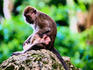 Java Macaque (Macaca fascicularis) AKA Crab-eating Macaque or Long-tailed Macaque, with child.