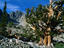 Bristlecone Pines are the longest living things on earth and some date as far back as 5000 years - Wheeler Peak - Great Basin National Park, Nevada