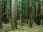 Redwood trees beside Hwy 101.