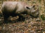 Sumatran Rhinoceros, Sumatra