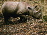 Sumatran Rhinoceros.