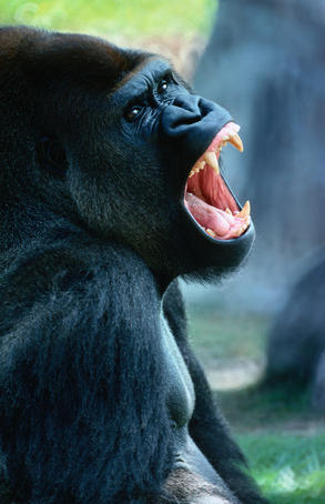 Portrait of an angry gorilla.