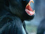 Portrait of an angry gorilla.
