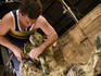 Man shearing sheep.