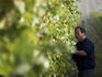Hand harvesting the vines, Yerringberg Winery.