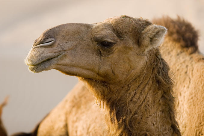 Camel in desert.
