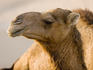 Camel in desert.
