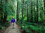 Marymere Falls trail, Olympic National Park
