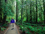 A man on the Marymere Falls trail, walking through a forest - Olympic National Park, Washington