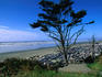 Driftwood on the beach at Kalaloch Creek Slough - Olympic National Park, Washington