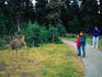 Tourists stop to look at deer by the walking path on Hurricane Ridge- Olympic National Park, Washington