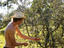 Olives, New South Wales