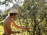 Man picking olives.