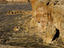 Landscape, New Mexico