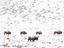 Bison, Yellowstone National Park