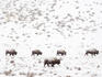 Bison in a snow storm.