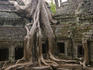 Silk-cotton tree astride stone gallery at Ta Prohm temple monastery.