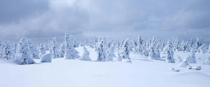 Snow-covered trees, Vall