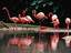 Flamingos at Graham Hall Nature Sanctuary.