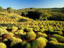 Spinifex grasses and Snappy Gums - Karijini National Park, Western Australia