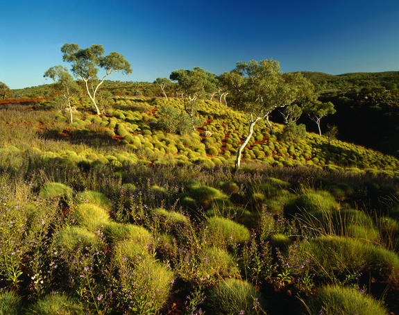 Spinifex and snappy gums in the second largest park in the state - Karijini ( formerly Hamersley Range ) National Park - The Pilbara, Western Australia