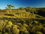 Spinifex and snappy gums in the second largest park in the state - Karijini ( formerly Hamersley Range ) National Park - The Pilbara, Western Australia
