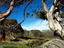 Bushwalking among snow gums, with Mt Kosciuszko in background.