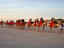 Sunset camel ride on Cable Beach.