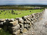 Stone walled fields and farmhouses along the coast.
