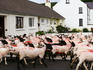 Sheep crossing the road.