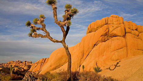 Jumbo Rocks, Joshua Tree National Park