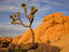 Jumbo Rocks, Joshua Tree National Park
