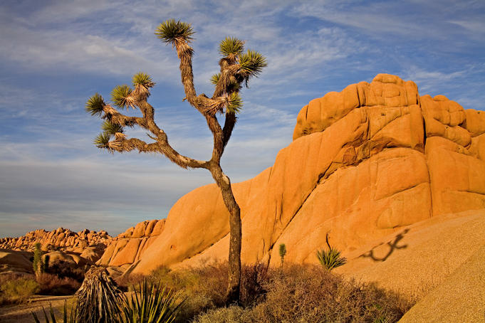 Jumbo Rocks area.