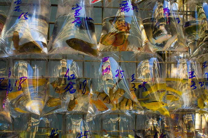 Goldfish at Goldfish market, Mong Kok.