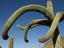 Saguaro cactus, Tucson Mountain Park.