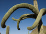 Saguaro cactus, Tucson Mountain Park.