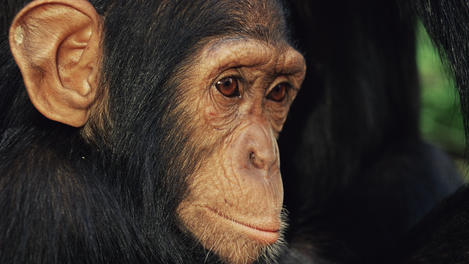 Image_25294-1