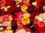 Image_25310-1