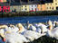 A bevy of swans beside the river - Galway, County Galway
