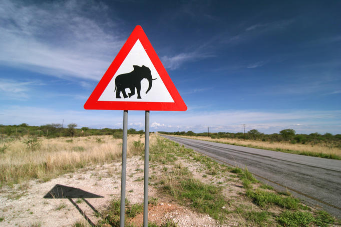 'Watch for elephants sign' on the side of a road.