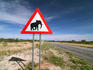'Watch for elephants sign' on the side of a road.