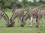 Zebras eating grass.