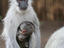 Image_25341-1