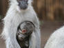 Vervet monkey with baby.