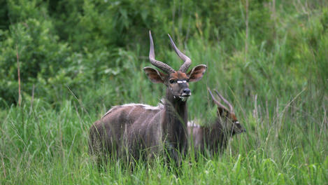 Swaziland Image Gallery