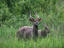 Nyalas, Mlilwane Wildlife Sanctuary