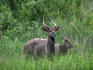 Nyalas (Tragelaphus angasii), Mlilwane Wildlife Sanctuary.