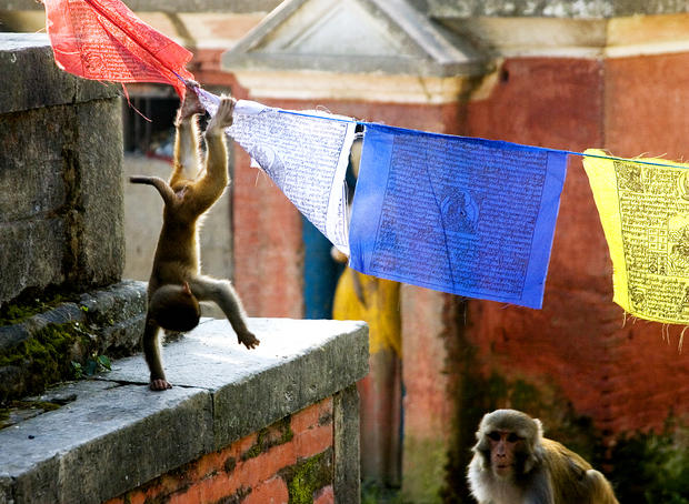 Monkeys playing on prayer flags, Swayambhunath.