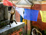 Monkeys playing on prayer flags, Swayambhunath.