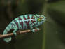 Male panther chameleon (Furcifer pardalis), Pereyras Nature Farm, near Perinet Reserve.